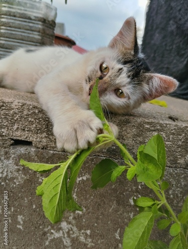 Playful cat playing in the garden.
