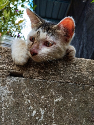 Playful cat playing in the garden.
