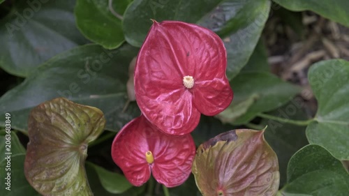 close-up of the red vivid flower Anthurium Andre or male happiness