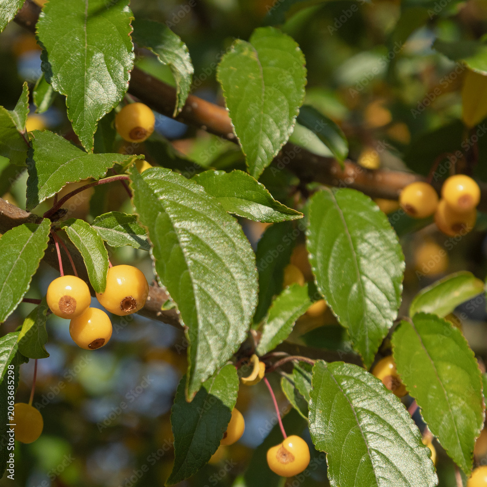 Obraz premium Malus baccata
