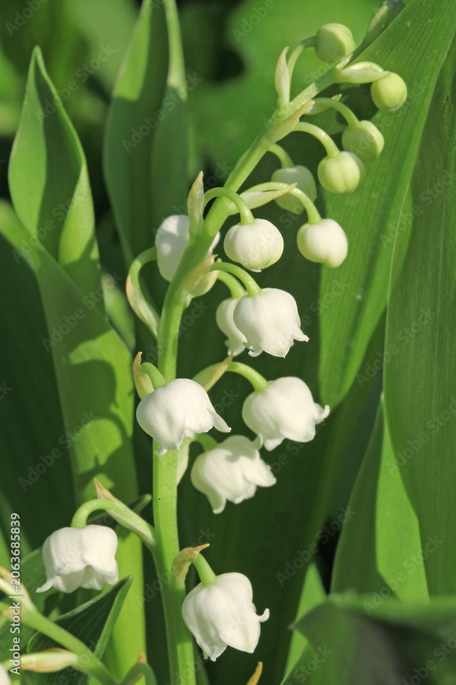 Fototapeta premium Brin de muguet