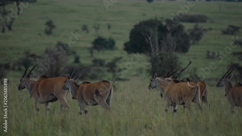 Large herd of common eland antelopes walking together across the grassy plains of africa