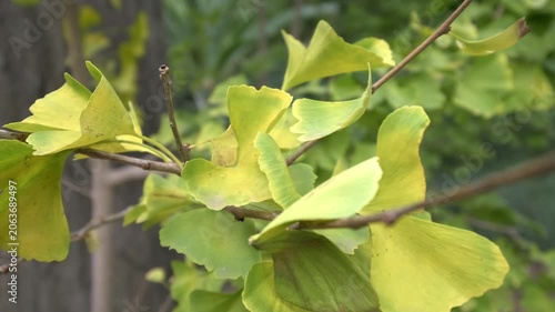 Close-up of Ginkgo Biloba leaves moving gently in the wind