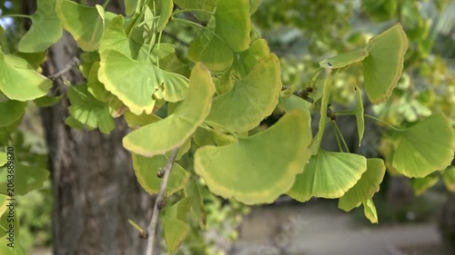 Close-up of Ginkgo Biloba leaves moving gently in the wind