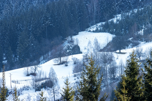 Snowy Mountain Valley and Pine Forest