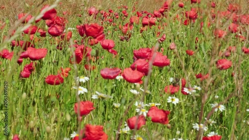 Woman wearing energy healing bracelets feeling the energy of nature in a field of flowers.
