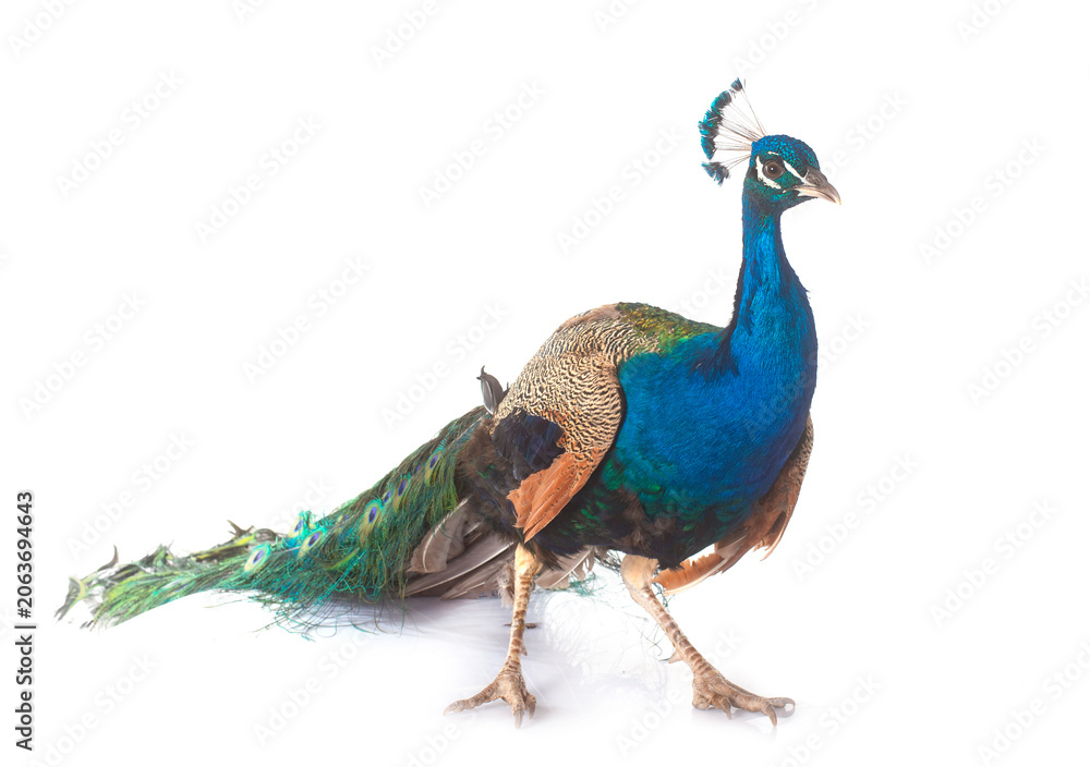 Fototapeta premium peacock