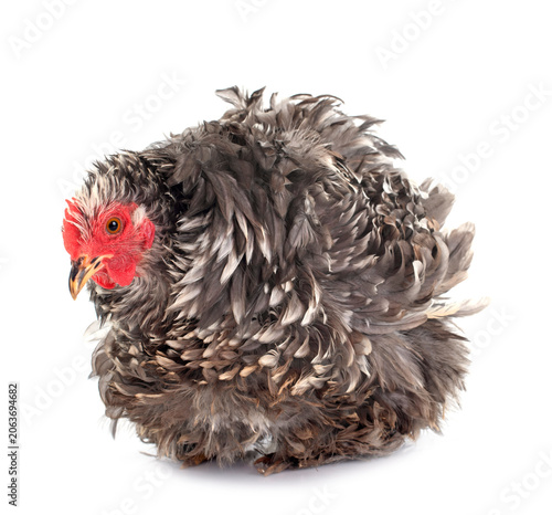 Fotografie Curly Feathered chicken Pekin