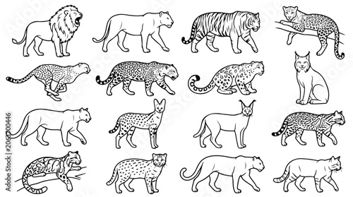 Photography Wild cat species vector set, hand drawn big cats line art collection, 16 black a