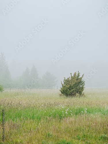 Lonely Shrub in Foggy Meadow with Rustic Fence and Mist