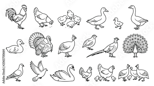 Fotografía Farm birds line art collection, 18 poultry and waterfowl vector icons, hand draw