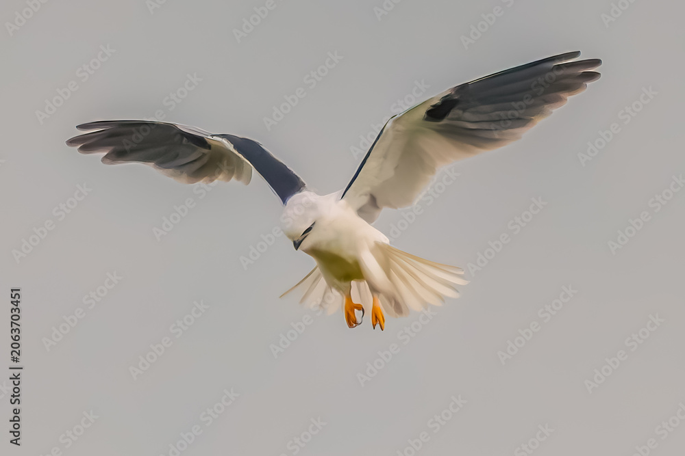 Obraz premium Black-shouldered Kite searching for prey in the overcast sky