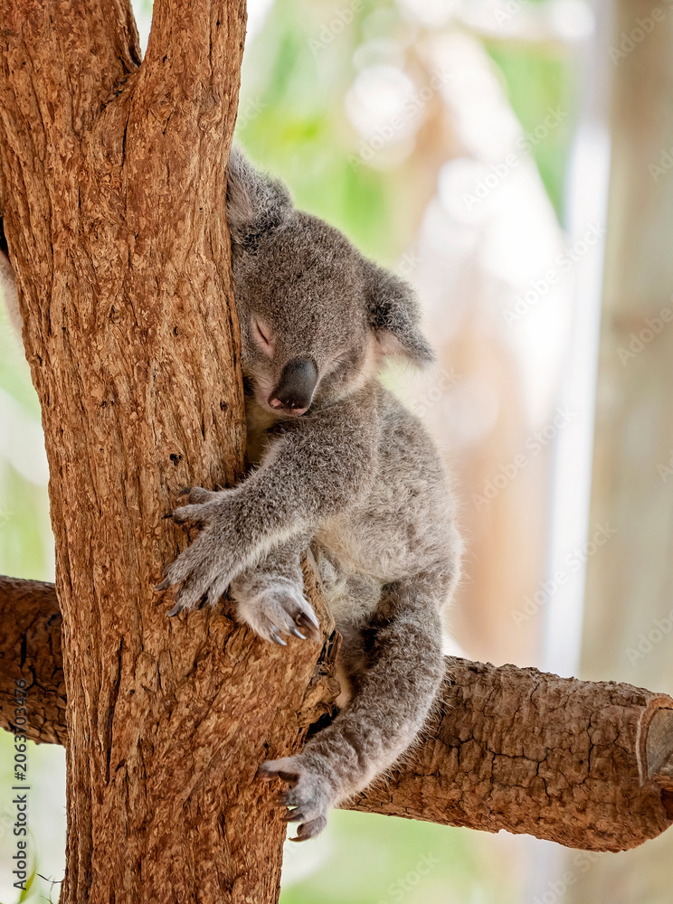 Obraz premium An Australian Koala Sleeping In a tree