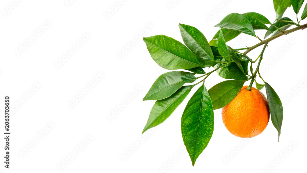 Obraz premium Single fresh orange mandarin hanging on a leafy green tree branch isolated on transparent background cut out