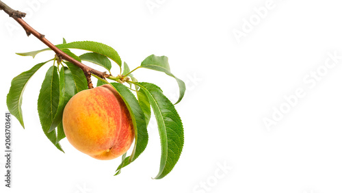 Cuadro en lienzo Fresh ripe peach hanging on a branch with green leaves isolated on transparent b