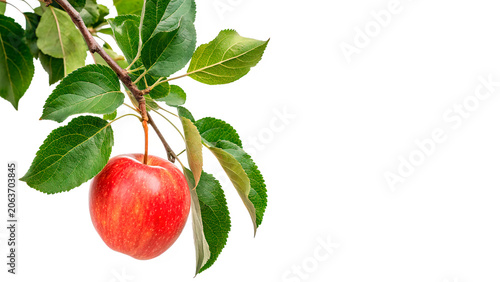 Tableau sur toile Bright red apple growing on a branch with green leaves isolated on transparent b