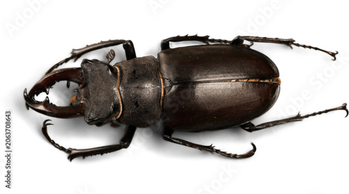 Fotografi stag beetle isolated on white