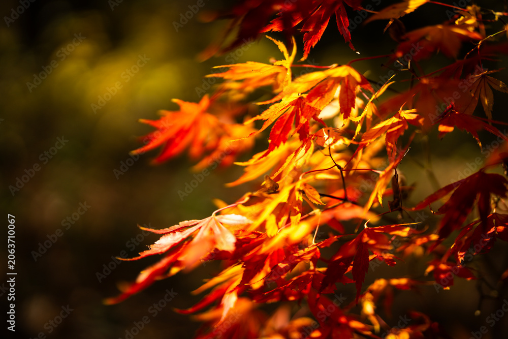 Naklejka premium Golden leaves in a autumn forest. Autumn nature. Vibrant red and orange foliage. Autumn foliage. Beautiful fall leaves. Red maple branches against blurred background.