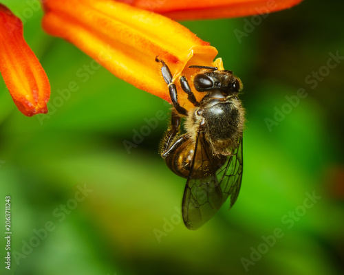 Honey bee gathering nectar from bright orange flower in tropical garden with vibrant green bokeh background