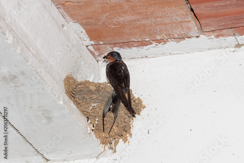Hirundo rustica. Common Swallow perched on its mud nest with insects in its beak for its young.