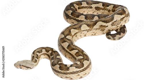 Billede på lærred boa constrictor nonvenomous snake PNG on Transparent background