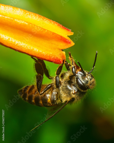 Honey bee hanging beneath an orange flower while feeding in a tropical garden with vibrant green bokeh