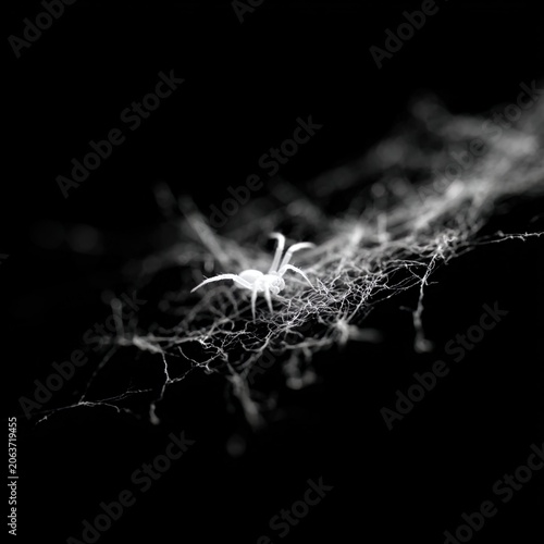 White cave spider on rocky surface in darkness