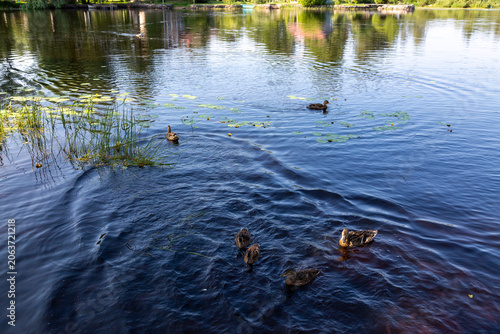 Ducks swim in the river on a summer day
