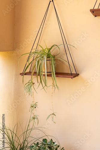 Hanging Wooden Shelf with Spider Plant Against a Textured Wall