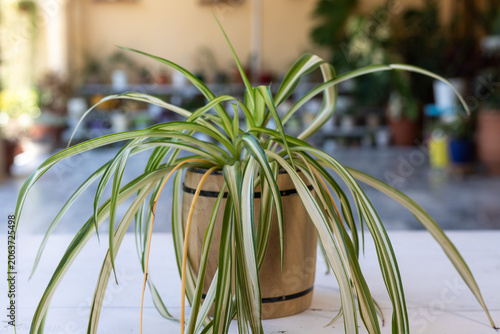 Closeup Spider Plant in Pot Indoor Garden