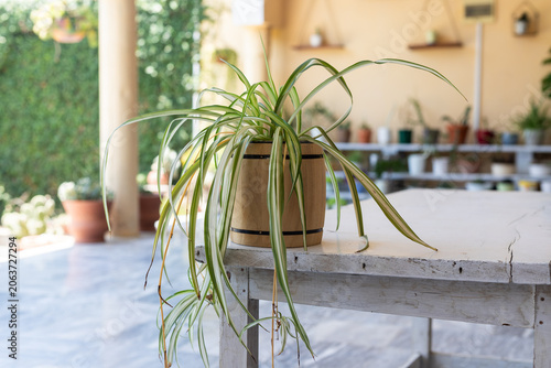Spider Plant in Barrel Pot on White Wooden Table in Indoor Garden