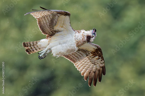 Foto 水を振り払うミサゴ(Osprey)