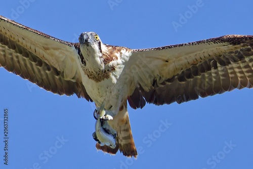 Canvastavla 秋晴れに魚を運ぶミサゴ(Osprey)
