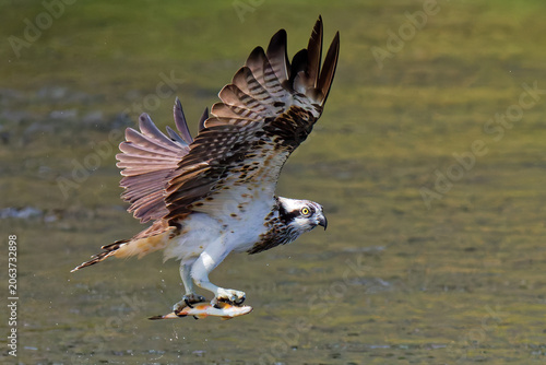 Valokuva アユを捕まえドヤ顔のミサゴ(Osprey)