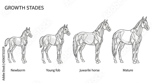 Fotografía Horse Growth Stages Four Ages.