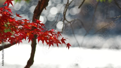 輝く水面と紅葉