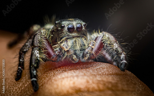 Foto Jumping spider sitting on human finger macro