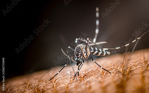 Mosquito biting human skin transmitting infectious disease