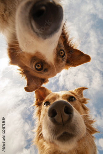 Two dogs, a black and tan mixed breed and a golden retriever, gaze down at the camera, set against a bright blue sky with fluffy clouds