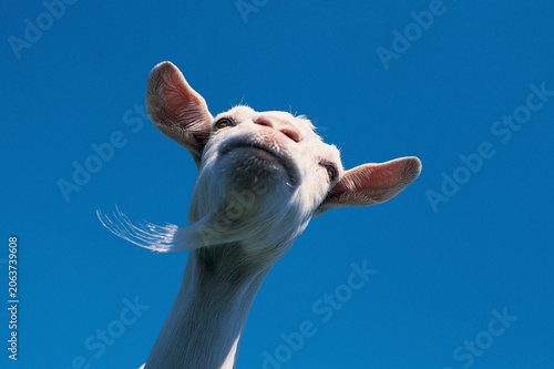 Konstfotografi Funny white goat looking down at camera against blue sky