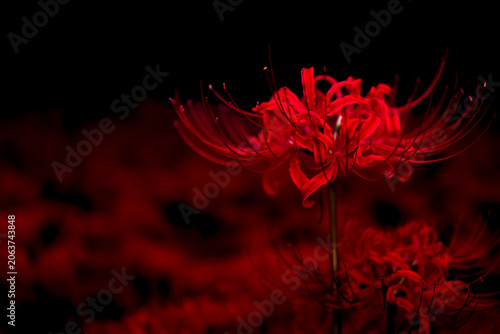 Valokuva Red Spider Lily (Lycoris Radiata) with Black Background