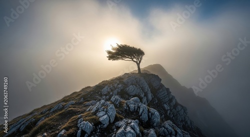 Lone Windbent Tree on Mountain Peak at Sunrise