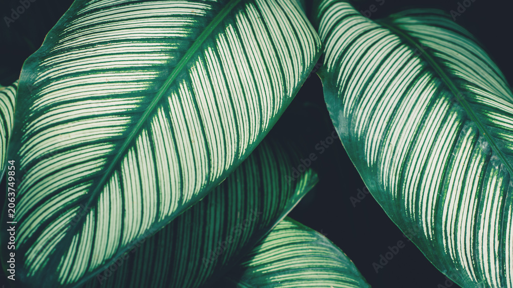 Obraz premium abstract tropical leaf textures on dark tone, natural green background.