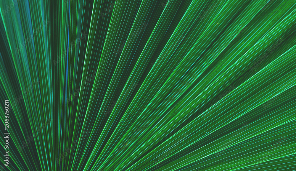 Fototapeta premium abstract tropical leaf textures on dark tone, natural green background.