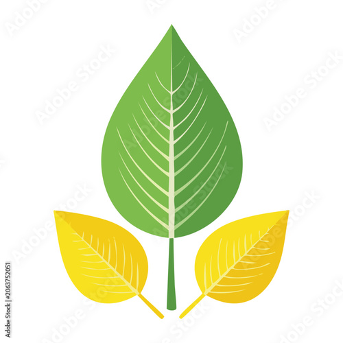 Maple leaf vector icon autumn design