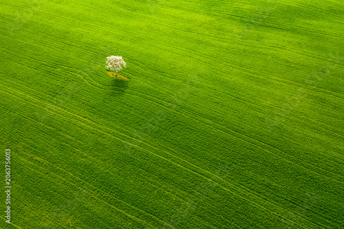 Single flowering tree standing in a green agricultural field provides nature copy space for tourism concepts in Orcia Valley, Pienza, Tuscany, Italy.