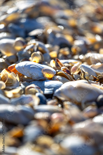 Seashells on the coast