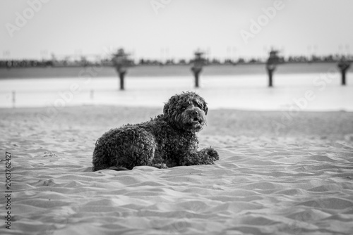 black and white dog on the beach