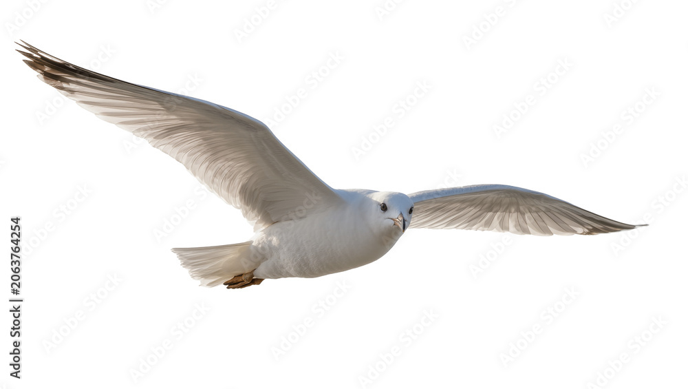 Fototapeta premium White seagull with wings spread wide, flying gracefully isolated on transparent background