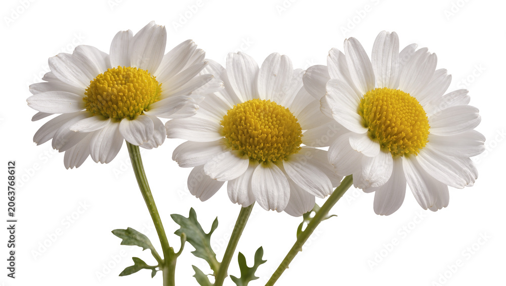 Obraz premium Three white daisy flowers with yellow centers, isolated on transparent background